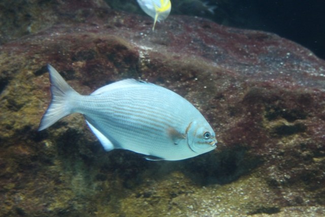 イスズミ@写真AC