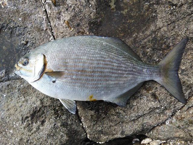 イスズミ@写真AC