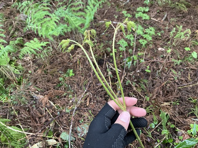 トリアシショウマの新芽