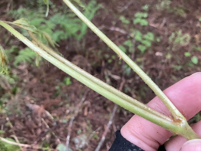 トリアシショウマの茎