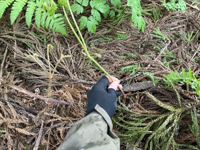 トリアシショウマ