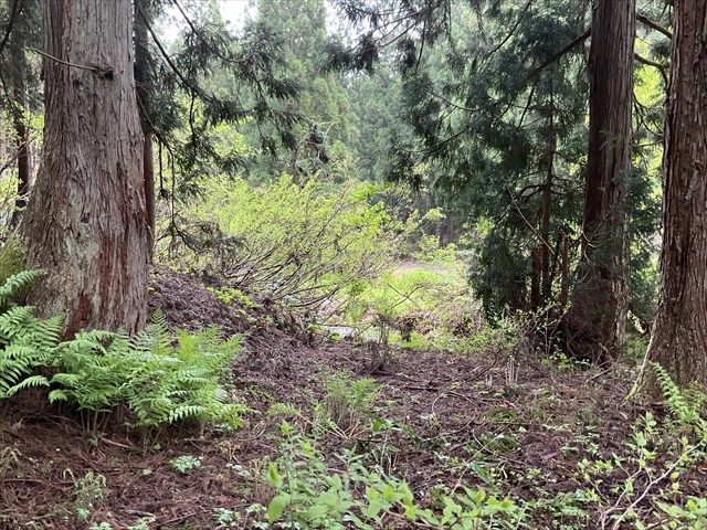 トリアシショウマが生えていた林