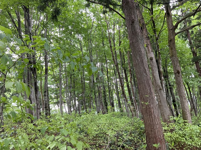トリアシショウマが生えていた林