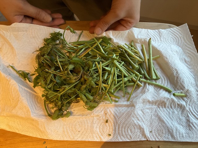 カットしたトリアシショウマ