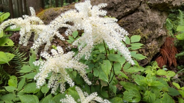 トリアシショウマの花@写真AC