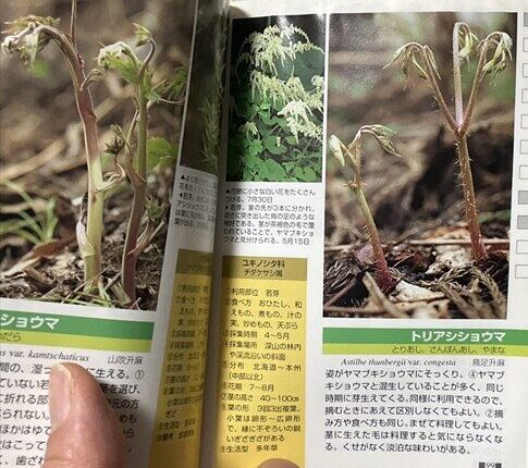 トリアシショウマ@ヤマケイポケットガイド 山菜・木の実より