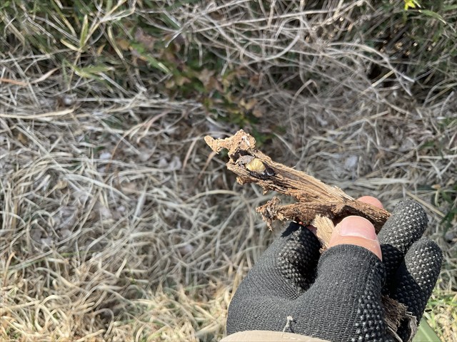 フェモラータオオモモブトハムシ