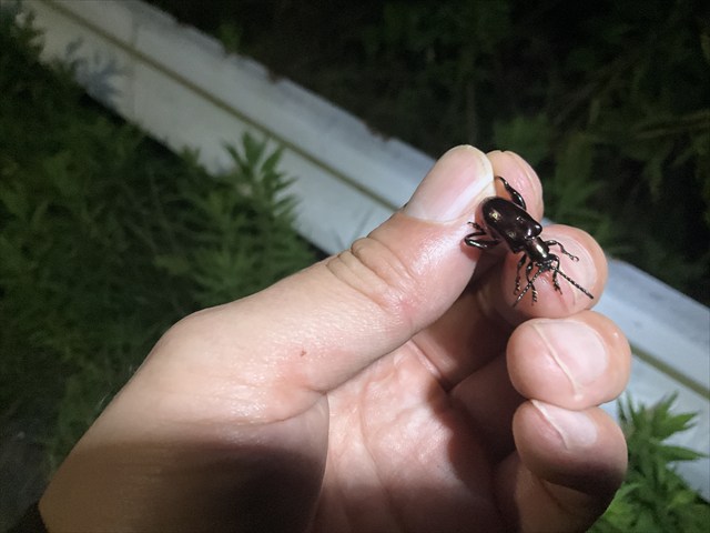 フェモラータオオモモブトハムシ