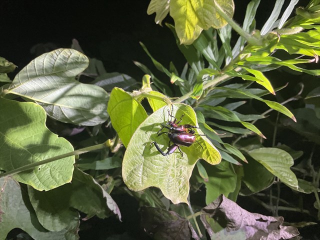 フェモラータオオモモブトハムシ