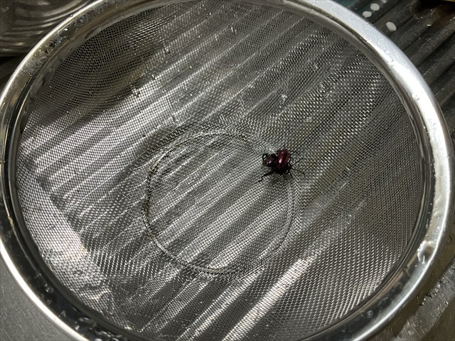 フェモラータオオモモブトハムシ