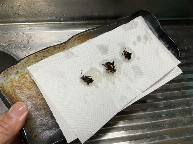 フェモラータオオモモブトハムシを揚げた