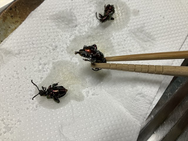 フェモラータオオモモブトハムシを揚げた