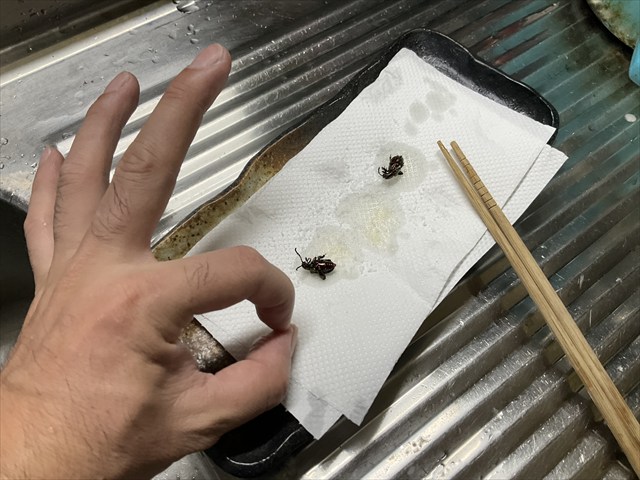 フェモラータオオモモブトハムシを揚げた