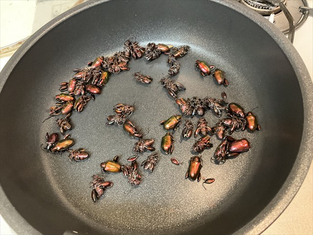 フェモラータオオモモブトハムシを炒めた