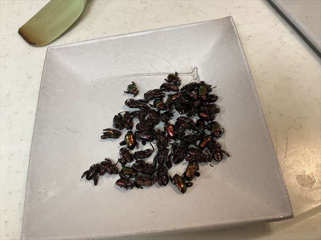 フェモラータオオモモブトハムシを炒める