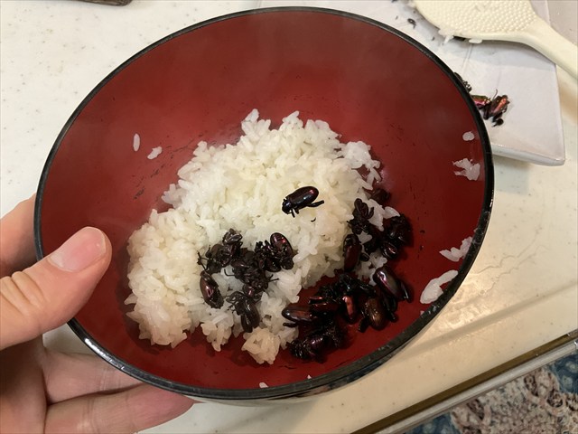 フェモラータオオモモブトハムシをご飯にまぜる