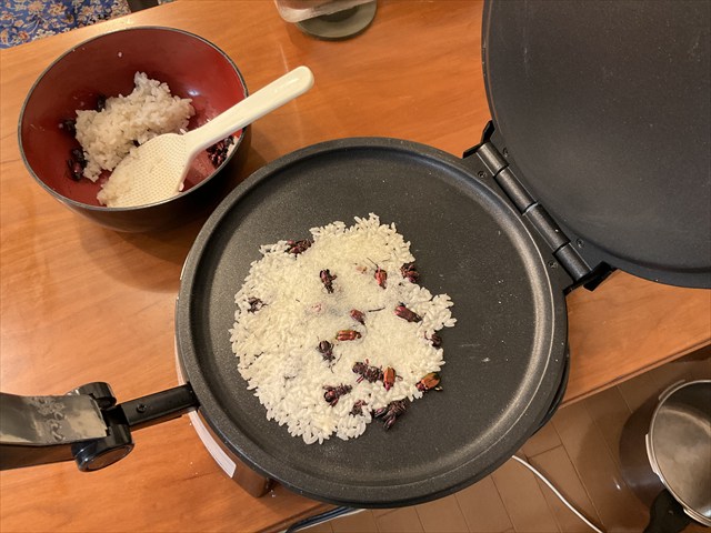 フェモラータオオモモブトハムシをせんべいにする