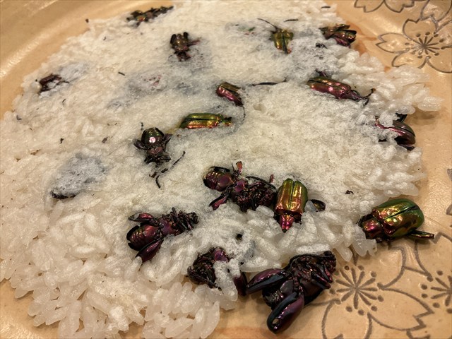 フェモラータオオモモブトハムシの料理