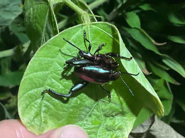 フェモラータオオモモブトハムシ