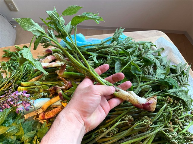 とってきたヤマウド