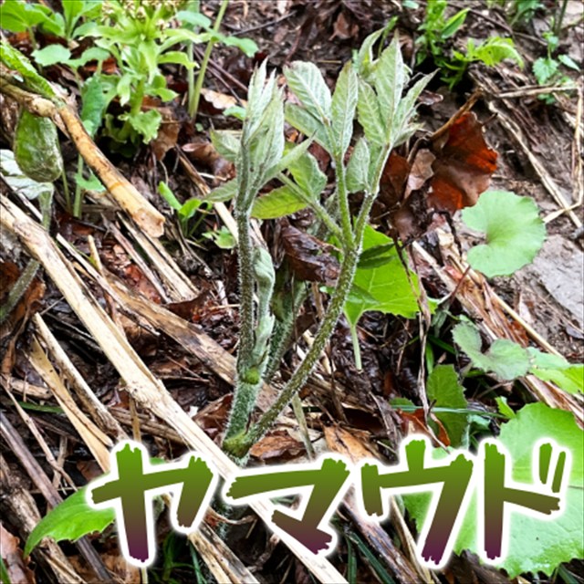 Thumbnail of post image 011