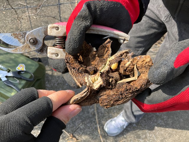 フェモラータオオモモブトハムシのゴール