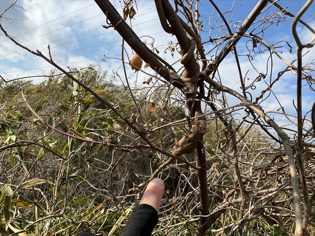 フェモラータオオモモブトハムシの幼虫をとる