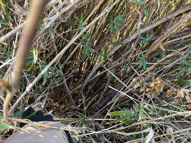 フェモラータオオモモブトハムシの幼虫をとる