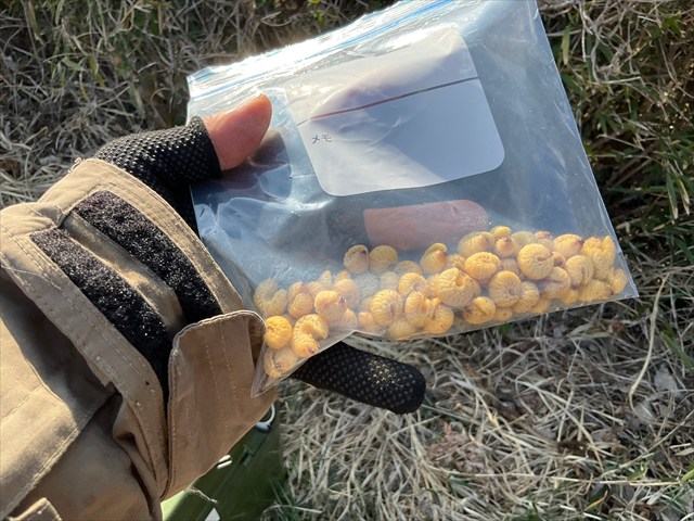 フェモラータオオモモブトハムシの幼虫