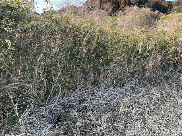 フェモラータオオモモブトハムシのいるヤブ