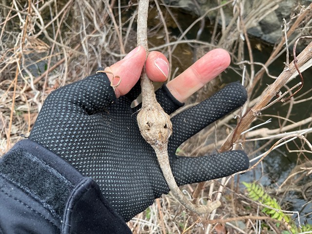 フェモラータオオモモブトハムシのゴール