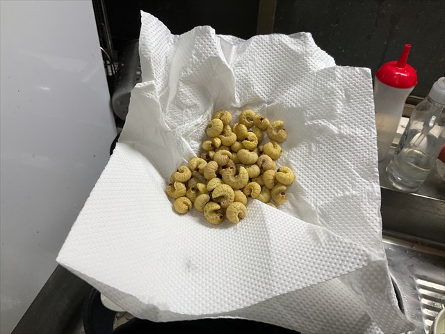 フェモラータオオモモブトハムシの幼虫を茹でる